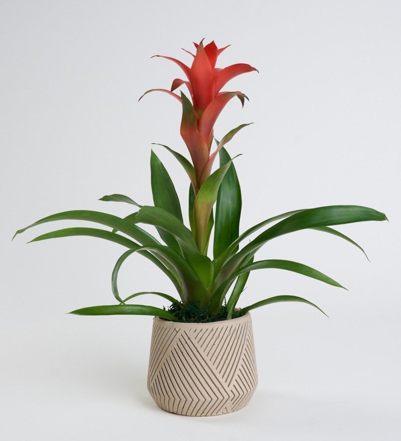 Çi̇zgi̇li̇ Saksıda guzmania Ve Tek Gül 50 Cm - Ümraniye Aynı Gün Ücretsiz Teslimat