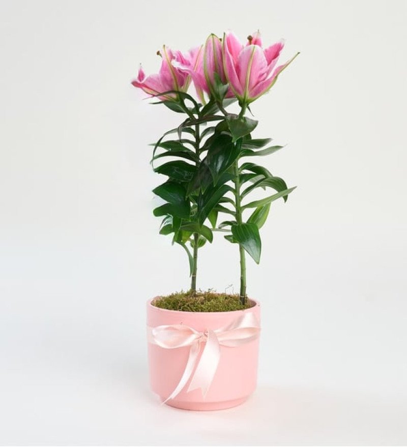 Pembe Saksıda Saksı Lilyum - Ümraniye Aynı Gün Ücretsiz Teslimat