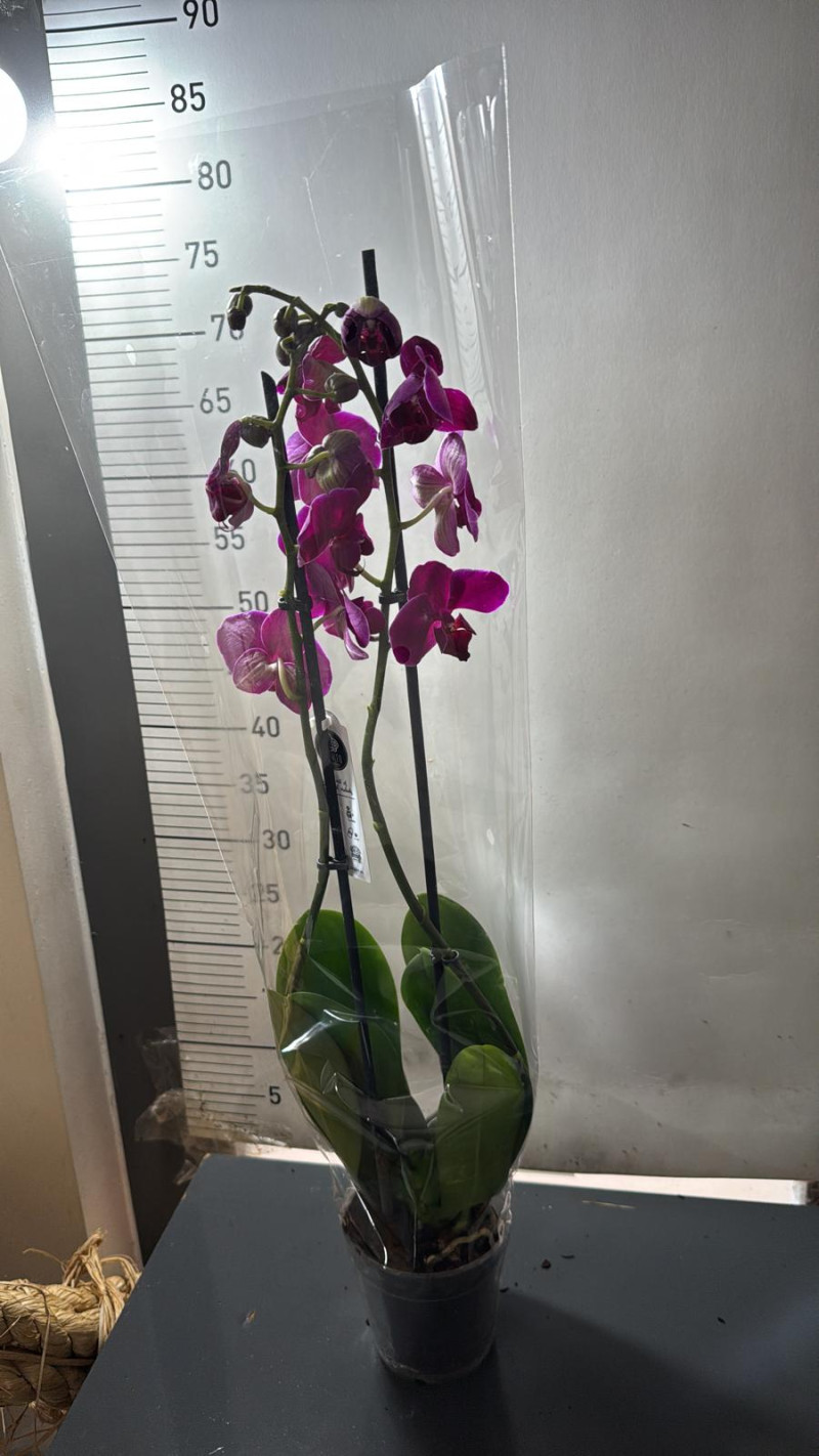  Premium Karışık Buket