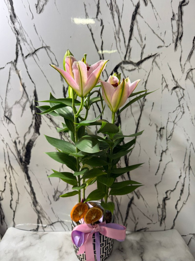 Kareli̇ Saksıda Lilyum Pembe 60 Cm - Ümraniye Aynı Gün Ücretsiz Teslimat