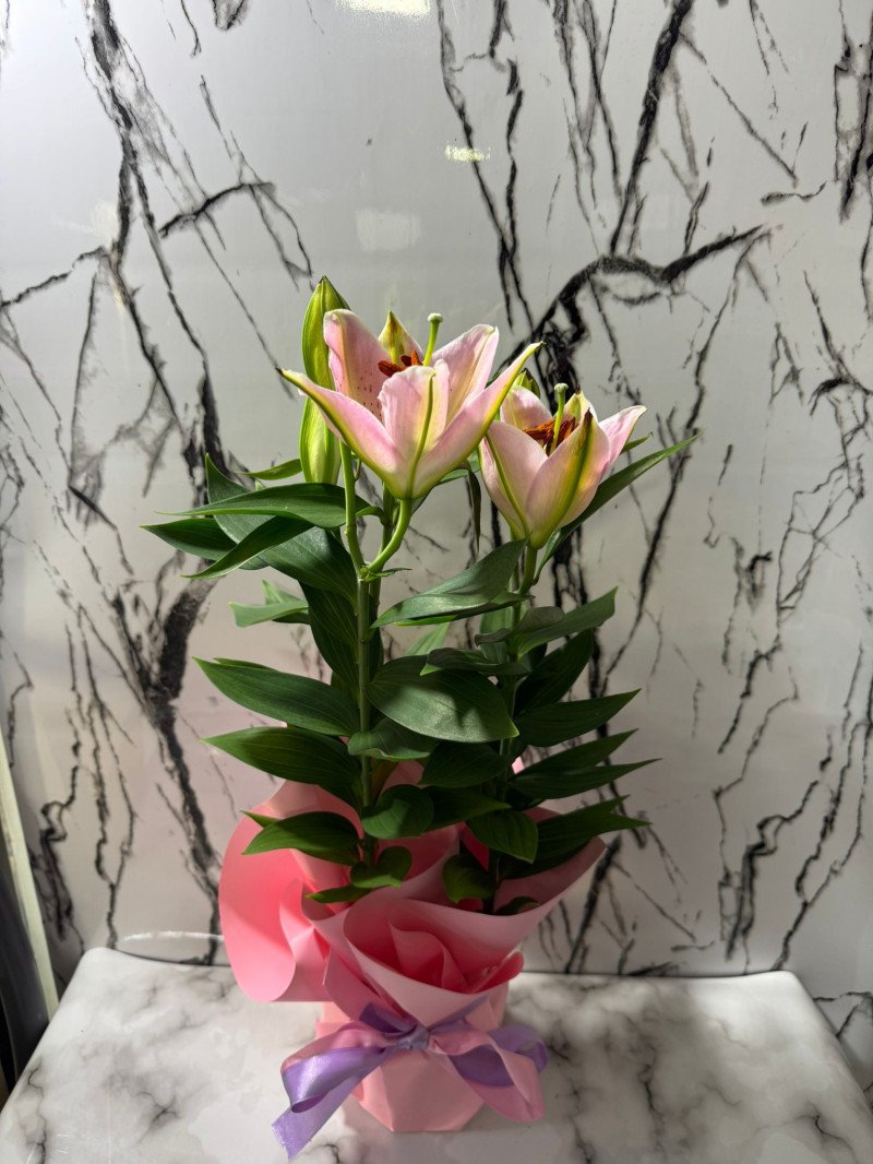 Pembe'Ye Sarili Lilyum Saksı 60 Cm - Ümraniye Aynı Gün Ücretsiz Teslimat