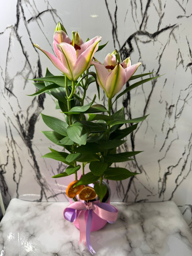Pembe Saksıda Lilyum 60 Cm - Ümraniye Aynı Gün Ücretsiz Teslimat